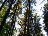 Maibaum_2016 (1).jpg